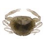 Berkley Gulp!® Saltwater Crab Peeler ; leurre Souple pour Les prédateurs d'eau de mer ; Parfum pour sébaste, flet et tête de Mou