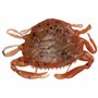 Berkley Gulp!® Saltwater Crab Peeler ; leurre Souple pour Les prédateurs d'eau de mer ; Parfum pour sébaste, flet et tête de Mou