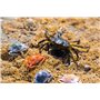 Berkley Gulp!® Saltwater Crab Peeler ; leurre Souple pour Les prédateurs d'eau de mer ; Parfum pour sébaste, flet et tête de Mou
