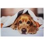 PPD 100 Feuilles x A3 Papier Photo Brillant Premium, Fort Grammage 260g, Impression Jet d'Encre, Haute Brillance, Séchage Instan
