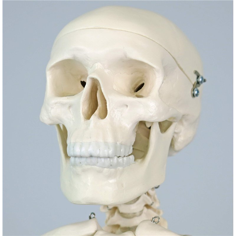 EXACOMPTA Lot de 12 Protèges document personnalisable PP Kreacover 80 vues Coloris Aléatoire