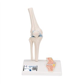 3B Scientific® Mini Articulation du Genou avec Coupe Transversale – Modèle Anatomique Humain Demi-Taille + Smart Anatomy App (Ga