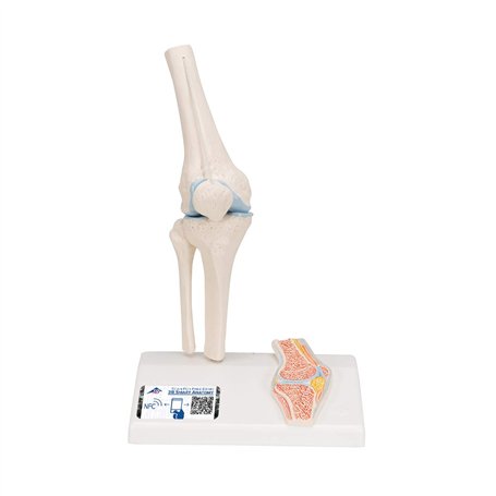 3B Scientific® Mini Articulation du Genou avec Coupe Transversale – Modèle Anatomique Humain Demi-Taille + Smart Anatomy App (Ga