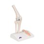 3B Scientific® Mini Articulation du Genou avec Coupe Transversale – Modèle Anatomique Humain Demi-Taille + Smart Anatomy App (Ga