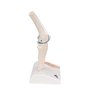 3B Scientific® Mini Articulation du Genou avec Coupe Transversale – Modèle Anatomique Humain Demi-Taille + Smart Anatomy App (Ga