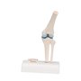 3B Scientific® Mini Articulation du Genou avec Coupe Transversale – Modèle Anatomique Humain Demi-Taille + Smart Anatomy App (Ga