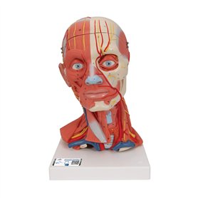 3B Scientific® Tête Taille Réelle – Modèle Humain en 5 Parties avec Muscles