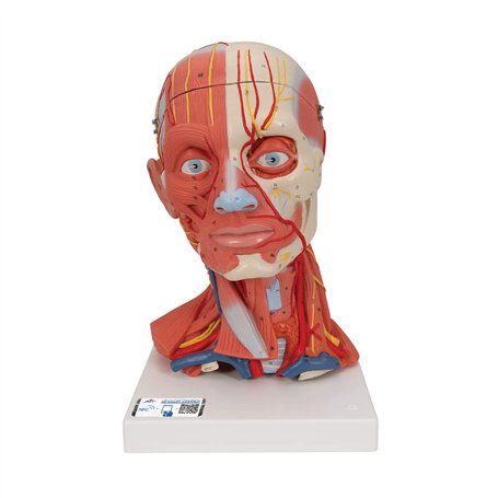 3B Scientific® Tête Taille Réelle – Modèle Humain en 5 Parties avec Muscles