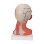 Vaisseaux & Cerveau Amovible + Smart Anatomy