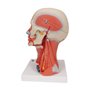 3B Scientific® Tête Taille Réelle – Modèle Humain en 5 Parties avec Muscles, Nerfs, Vaisseaux & Cerveau Amovible + Smart Anatomy
