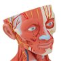 3B Scientific® Tête Taille Réelle – Modèle Humain en 5 Parties avec Muscles, Nerfs, Vaisseaux & Cerveau Amovible + Smart Anatomy