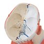 3B Scientific® Tête Taille Réelle – Modèle Humain en 5 Parties avec Muscles, Nerfs, Vaisseaux & Cerveau Amovible + Smart Anatomy