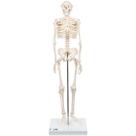 3B Scientific® Mini Squelette “Shorty” – Squelette Humain Demi-Taille Réelle avec Crâne en 3 Parties sur Socle + Smart Anatomy A