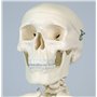 3B Scientific® Mini Squelette “Shorty” – Squelette Humain Demi-Taille Réelle avec Crâne en 3 Parties sur Socle + Smart Anatomy A