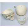 3B Scientific® Mini Squelette “Shorty” – Squelette Humain Demi-Taille Réelle avec Crâne en 3 Parties sur Socle + Smart Anatomy A
