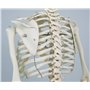 3B Scientific® Mini Squelette “Shorty” – Squelette Humain Demi-Taille Réelle avec Crâne en 3 Parties sur Socle + Smart Anatomy A