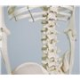 3B Scientific® Mini Squelette “Shorty” – Squelette Humain Demi-Taille Réelle avec Crâne en 3 Parties sur Socle + Smart Anatomy A