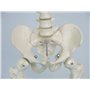 3B Scientific® Mini Squelette “Shorty” – Squelette Humain Demi-Taille Réelle avec Crâne en 3 Parties sur Socle + Smart Anatomy A