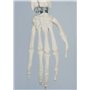 3B Scientific® Mini Squelette “Shorty” – Squelette Humain Demi-Taille Réelle avec Crâne en 3 Parties sur Socle + Smart Anatomy A