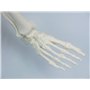 3B Scientific® Mini Squelette “Shorty” – Squelette Humain Demi-Taille Réelle avec Crâne en 3 Parties sur Socle + Smart Anatomy A