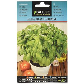 Graines aromatiques de Batlle - Basilic géant génois (4g)