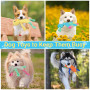 LECHONG 5 Jouets pour Chien en Peluche, Jouets à Couiner Câlins Crissant pour Chiens de Toutes Tailles et Chiots, Lot de Jouet S