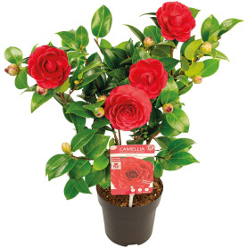 Camellia japonica 'Black Lace' - Rosier du Japon - Buisson - Persistant - ⌀15 cm - 30-35 cm