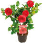 Camellia japonica 'Black Lace' - Rosier du Japon - Buisson - Persistant - ⌀15 cm - 30-35 cm