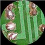 Microscope trinoculaire Zoom Stéréo x7-x45 Double LED 6 W