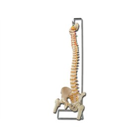 GiMa 40130 modèle colonne vertébrale