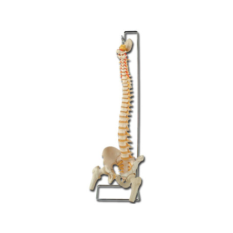 GiMa 40130 modèle colonne vertébrale
