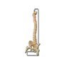 GiMa 40130 modèle colonne vertébrale