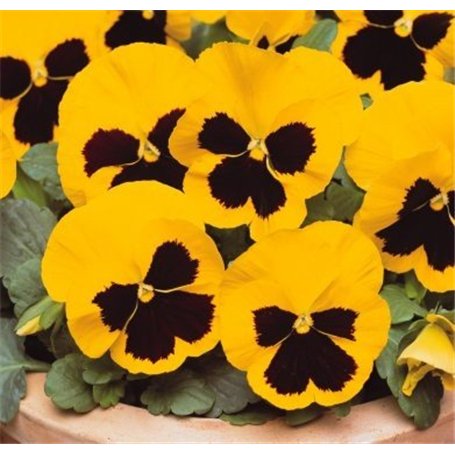 lot de 50 graines de pensée des jardins à grandes fleurs suisse jaune fleur comestible envoi rapide sous 48h