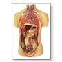 3B Scientific V2006U Planche Les organes internes