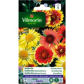 Vilmorin 5271241 Gaillarde variée à grande fleur Multicolore 9 x 0