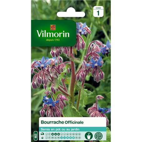 Vilmorin 5873545 Bourrache officinale Violet 9 x 0