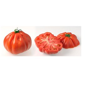 Lot de 50 Graines Potageres - Tomate Coeur de Boeuf rouge fruit legume potager