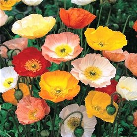 200 Graines semence fleur coquelicot pavot coloris pastel mix shirley mixed rouge orange jaune