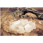 Lebensquelle Plus - Pierres d'eau en cristal de roche - Pierres brutes 100 % naturelles - 300 g