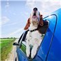 Boao 6 Pièces Clips de Médaillons de Chiens Clips de Médaillons d'Identification pour Animaux de Compagnie avec 18 Anneaux Durab