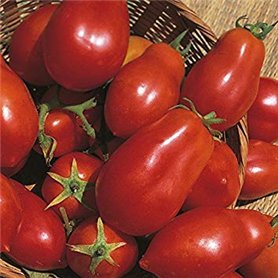 Shop Meeko Tomate - San Marzano - 75 graines