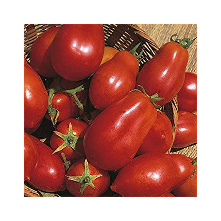 Shop Meeko Tomate - San Marzano - 75 graines