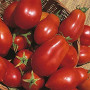 Shop Meeko Tomate - San Marzano - 75 graines