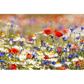 Cioler Seed House - Graines de fleurs sauvages rares Mélange de fleurs Mélange amical pour les abeilles et les abeilles (Typ 1)