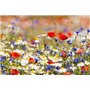 Cioler Seed House - Graines de fleurs sauvages rares Mélange de fleurs Mélange amical pour les abeilles et les abeilles (Typ 1)
