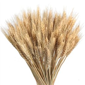 HUAESIN 100pcs Blé Séché Bouquets de Blé Séché Naturel Decoration Blé Naturel Seché Fleurs Sechees Naturelles Decoration pour Ba HUAESIN 100pcs Blé Séché Bouquets de Blé Séché Naturel Decoration Blé Naturel Seché Fleurs Sechees Naturelles Decoration pour Ba