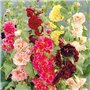 Soteer Seed House - Rose trémière 'Mélange' Assortiment de graines de fleurs vivaces Assortiment de roses trémières trémières (1