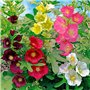 Soteer Seed House - Rose trémière 'Mélange' Assortiment de graines de fleurs vivaces Assortiment de roses trémières trémières (1