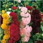 Soteer Seed House - Rose trémière 'Mélange' Assortiment de graines de fleurs vivaces Assortiment de roses trémières trémières (1