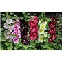 Soteer Seed House - Rose trémière 'Mélange' Assortiment de graines de fleurs vivaces Assortiment de roses trémières trémières (1